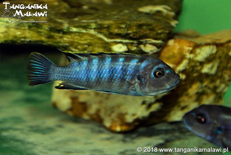 Cynotilapia zebroides 'Chewere'